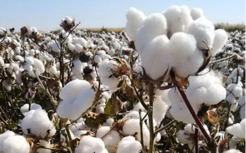棉花的傳奇人生，棉花期貨的光明！