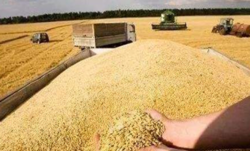 粳稻期貨的合約月有幾個?哪個合約好