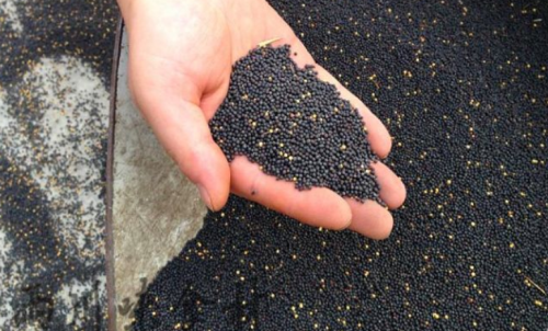 菜粕期貨是什么時候上市的？怎么交