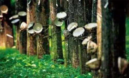 天然橡膠期貨波動(dòng)金額大不大？