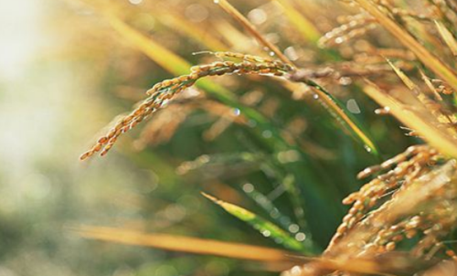 新手投資做粳稻期貨風險大嗎？粳稻